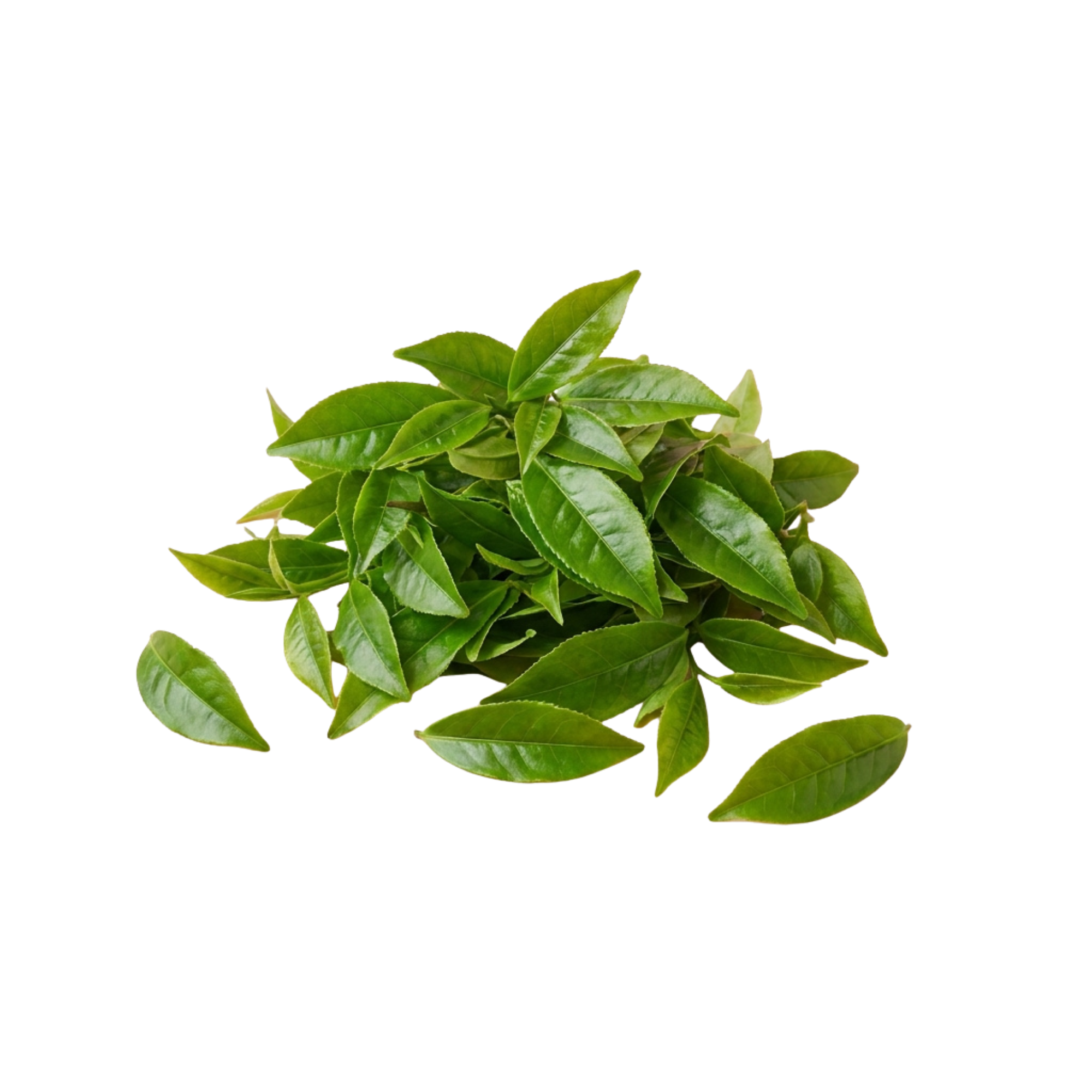 Thé vert (Caféine + L-Théanine)