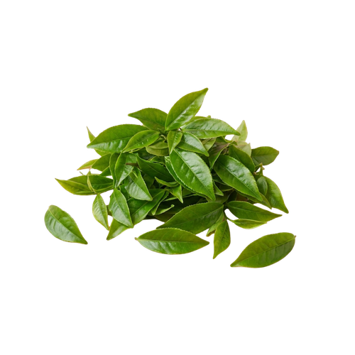 Thé vert (Caféine + L-Théanine)